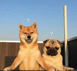 巴哥爆料赤犬视频大全,赤犬视频大全精彩瞬间大汇总